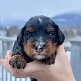Tri Color Male 2 - Tri-color male Bernedoodle puppy in Anchorage, Alaska from Cascade Country Doodles
