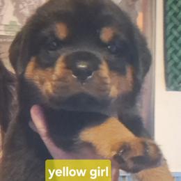 Girl 2 - Black and mahogany female Rottweiler puppy in De Witt, Iowa from Irish Eyes Kennels