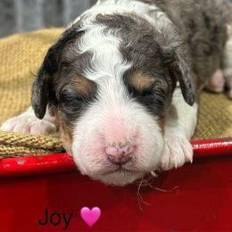 Joy - Blue merle female Bernedoodle puppy in El Campo, Texas from Little Fur Friends Bernedoodles