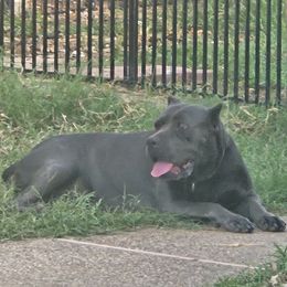 Blu - Cane Corso