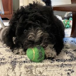 Bernedoodle Puppies from Mountain Springs Farm
