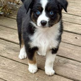 Miniature Australian Shepherd and Toy Australian Shepherd Puppies from Kickapoo Creek Toy & Mini Aussies