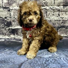 Monica - Brown female Cockapoo puppy in Lancaster, Missouri from Cavapoo Acres