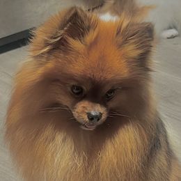Beta Max - Pomeranian