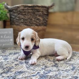 Boy 5 - male Dachshund puppy in Centerville, Iowa from Barnyard Dachshunds, Dals & Doodles