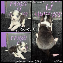 Jupiter - Black and white male Siberian Husky puppy in Bloomfield, Indiana from Paiges lil huskies