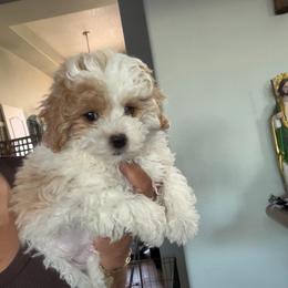Sir Monty - Parti male Maltipoo puppy in Southern,, California from Maltipoo Tiny Pups & More