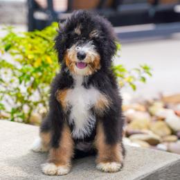 Ariana (level two socialization program grad) - Tri-color female Bernedoodle puppy in Dundee, Ohio from Down Home Doodle