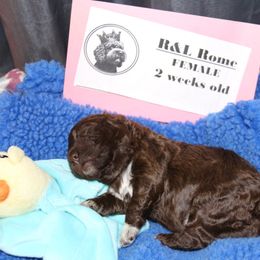 Lagotto Romagnolo Puppies from Royal and Loyal Lagotto Romagnolo