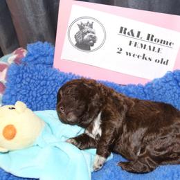 Lagotto Romagnolo Puppies from Royal and Loyal Lagotto Romagnolo