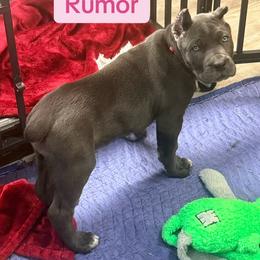 Rumor - Gray female Cane Corso puppy in Waxahachie, Texas from A&M Kennels