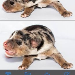 Boy 2 - Blue merle Miniature Australian Shepherd puppy in St. Louis, Missouri from Spotted Rump Ranch