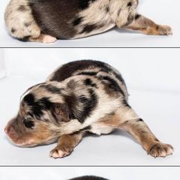 Boy 2 - Blue merle Miniature Australian Shepherd puppy in St. Louis, Missouri from Spotted Rump Ranch