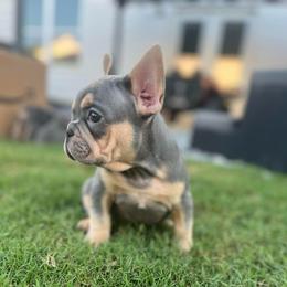Orange Boy - Black and tan male French Bulldog puppy in Dawsonville, Georgia from Baros Kennel