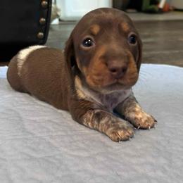 Coney - Chocolate and tan male Dachshund puppy in Park Hills, Missouri from Ozark Miniature Dachshunds