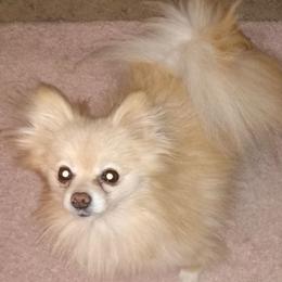 Chewy - Pomeranian