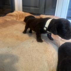 White - Chocolate male Boykin Spaniel puppy in Wilmington, North Carolina from Southern Kennels