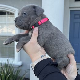Cane Corso Puppies from Valyrian Cane Corsos