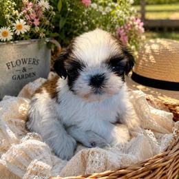 Puppy 1 - Gold and white male Shih Tzu puppy in Pittsboro, North Carolina from Krissy Shih Tzu