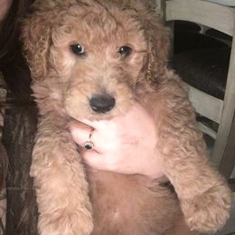 Bernedoodle and Goldendoodle Puppies from Greatly Graced Southern Doodles