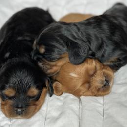 Cavalier King Charles Spaniels from Fern Valley Cavaliers