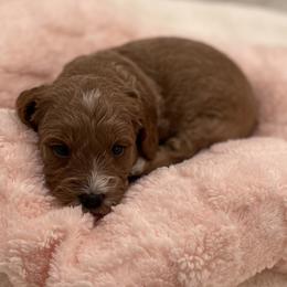 Gracie - Red  female Goldendoodle puppy in Kansas City, Kansas from Bella & Ivy’s Mini Goldendoodles of KC
