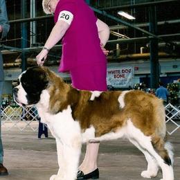Saint Bernards from Somerset Saints