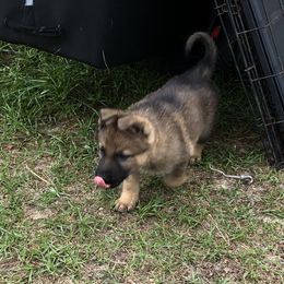 German Shepherd Puppies from Guamany K9 Vomhaus