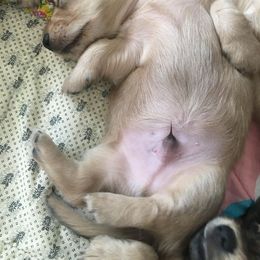 Dachshund Puppies from Western Slope English Cream Dachshund