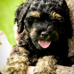 Cockapoo Puppies from Gold Heart Pups
