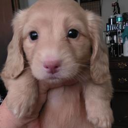 Koda - Red male Dachshund puppy in Adolphus, Kentucky from Walker's Dachshunds