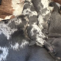 Prince - Dapple male Dachshund puppy in Choctaw, Oklahoma from Danica’s Dachshunds