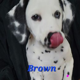 Dalmatian Puppies from Delaney's Dalmatians