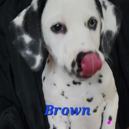 Dalmatian Puppies from Delaney's Dalmatians