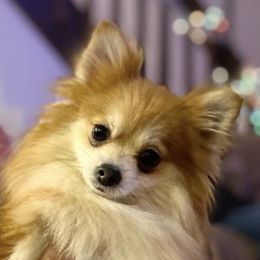 Sally - Pomeranian