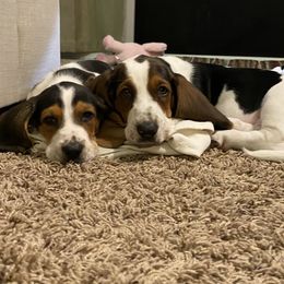 Basset Hound All Grown Up from Farm Town Hounds