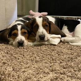 Basset Hound All Grown Up from Farm Town Hounds