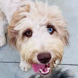 Pippa - Aussiedoodle