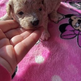 Max - Cream male Cavapoo puppy in Milroy, Pennsylvania from Not Your Average Weiner