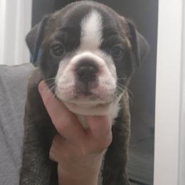 Sebastian - Brindle male Companion Cross puppy in Fort Myers, Florida from Legends Frenchton's, French Bulldogs ,Boston Terriers, Reindeer chihuahuas & French Bullhuahua's