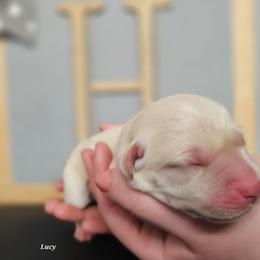 Lucy - Yellow female Labrador Retriever puppy in Macomb, Missouri from Hicks Family Homestead