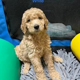 Goldendoodle Puppies from Da Ruba Doodles