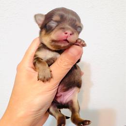 Prince Golden Chocolate.price 9980 - Chocolate and tan male Chihuahua puppy in Santa Rosa Beach, Florida from Eva's Chihuahuas