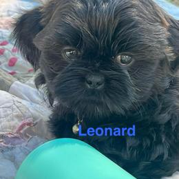 Leonard - Black male Shih Tzu puppy in Bloomfield, Indiana from Meihem Pups