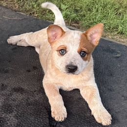 Stripes - Red speckled female Australian Cattle Dog puppy in Lynd, Minnesota from Diamond Falls Cattle Dogs