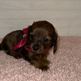 Dachshund Puppies from Wiggle Weens