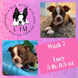 CJM Lucy Aster Lilly Belle - Red female Boston Terrier puppy in Jupiter, Florida from CJM Boston and Boxer Puppies