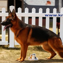 Merry - German Shepherd
