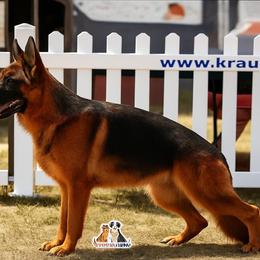 Merry - German Shepherd