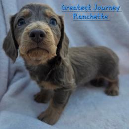 Dachshund Puppies from Greatest Journey Ranchette
